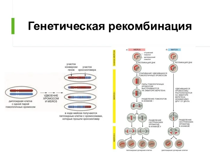 Генетическая рекомбинация