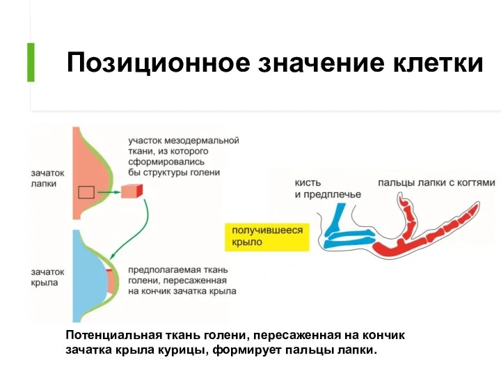 Позиционное значение клетки Потенциальная ткань голени, пересаженная на кончик зачатка крыла курицы, формирует пальцы лапки.