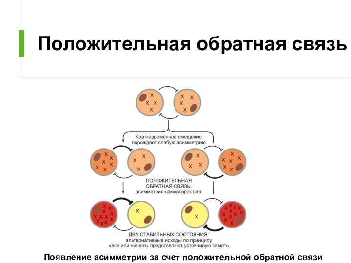 Положительная обратная связь Появление асимметрии за счет положительной обратной связи