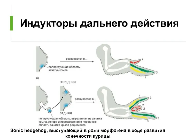 Индукторы дальнего действия Sonic hedgehog, выступающий в роли морфогена в ходе развития конечности курицы