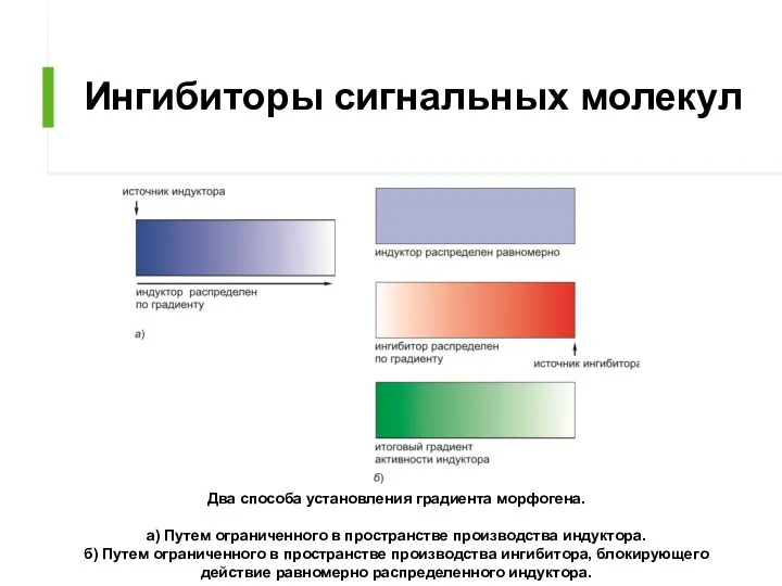 Ингибиторы сигнальных молекул Два способа установления градиента морфогена. а) Путем ограниченного в