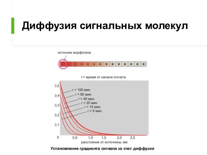 Диффузия сигнальных молекул Установление градиента сигнала за счет диффузии