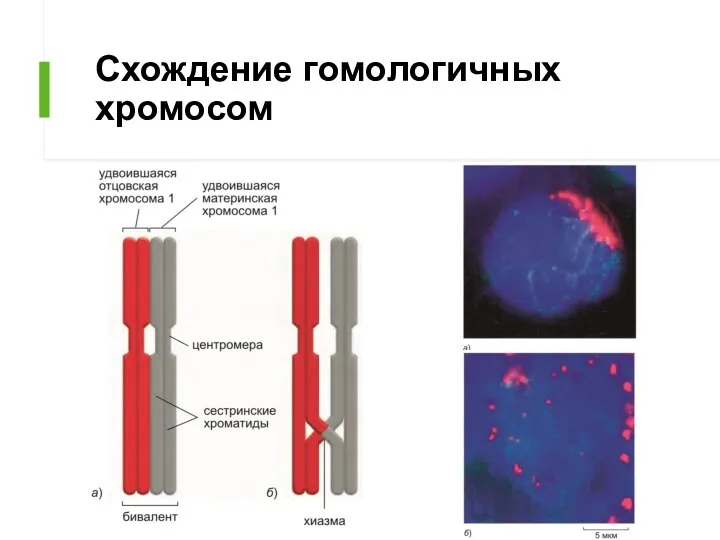 Схождение гомологичных хромосом