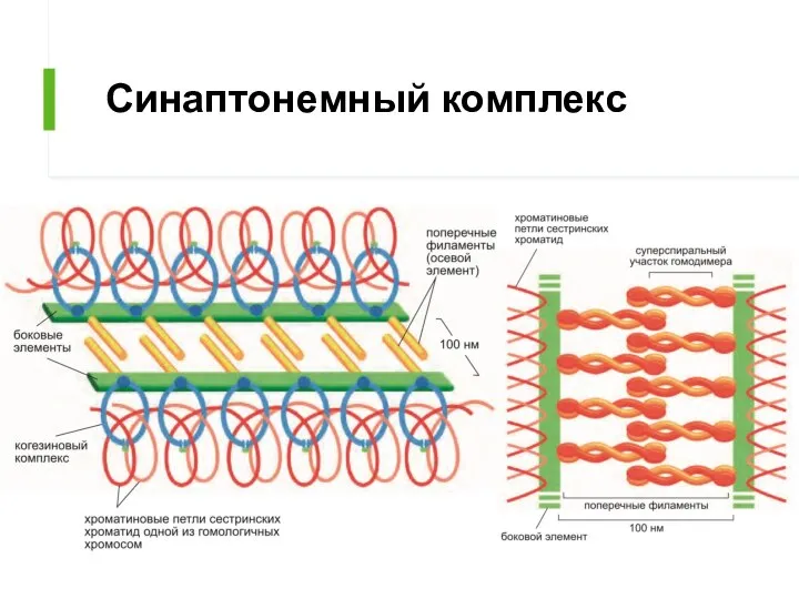 Синаптонемный комплекс