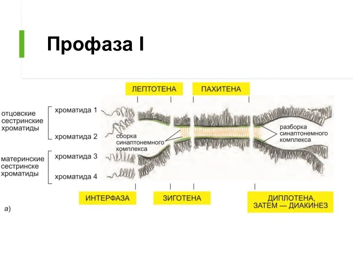 Профаза I