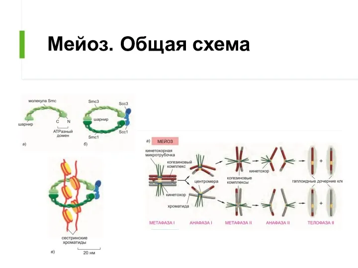 Мейоз. Общая схема