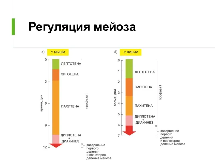 Регуляция мейоза