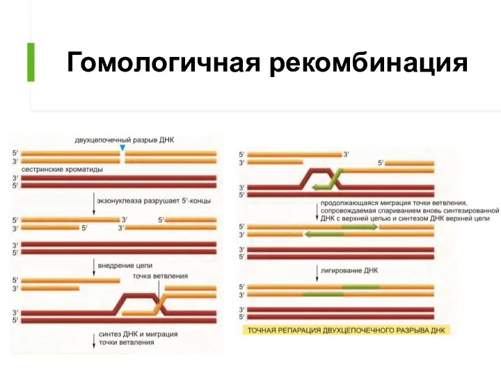 Гомологичная рекомбинация