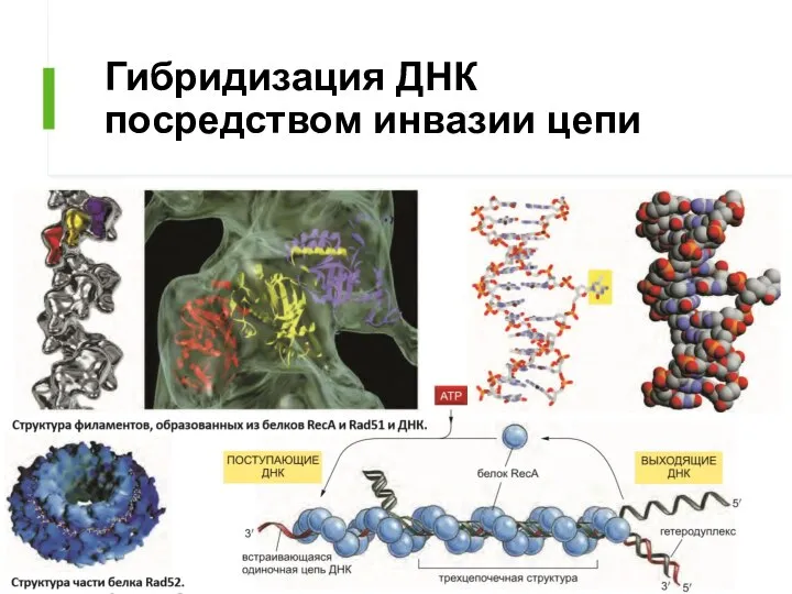 Гибридизация ДНК посредством инвазии цепи