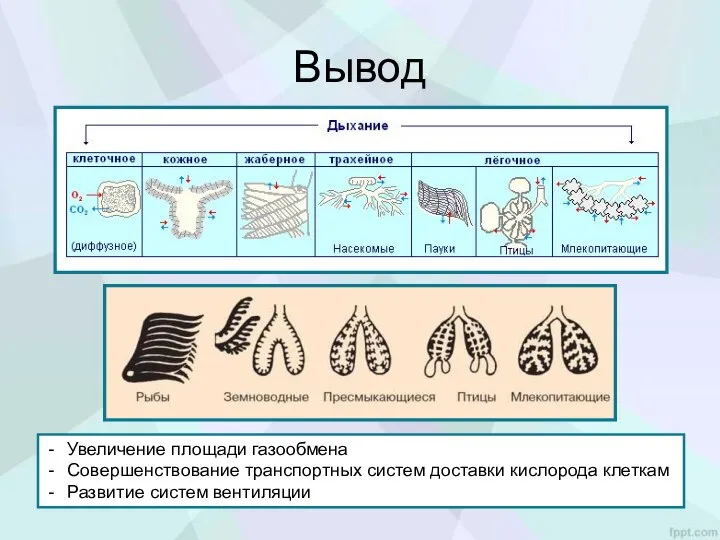 Вывод Увеличение площади газообмена Совершенствование транспортных систем доставки кислорода клеткам Развитие систем вентиляции