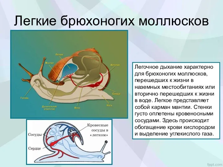 Легкие брюхоногих моллюсков Легочное дыхание характерно для брюхоногих моллюсков, перешедших к жизни