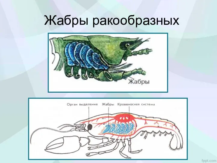 Жабры ракообразных