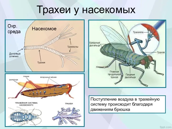 Трахеи у насекомых Поступление воздуха в трахейную систему происходит благодаря движениям брюшка