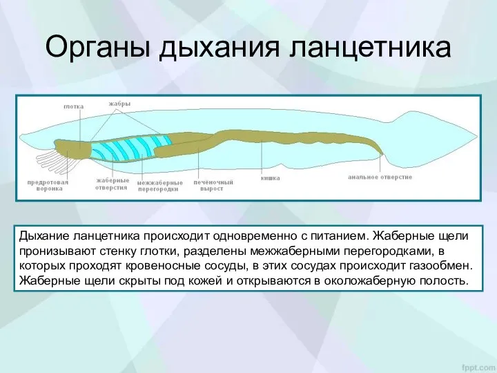 Органы дыхания ланцетника Дыхание ланцетника происходит одновременно с питанием. Жаберные щели пронизывают