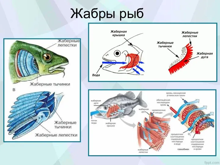 Жабры рыб