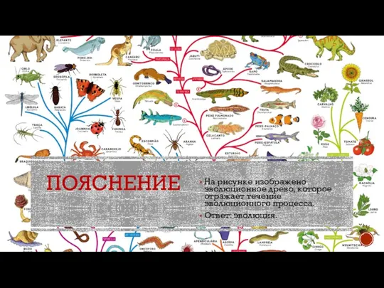 ПОЯСНЕНИЕ На рисунке изображено эволюционное древо, которое отражает течение эволюционного процесса. Ответ: эволюция.