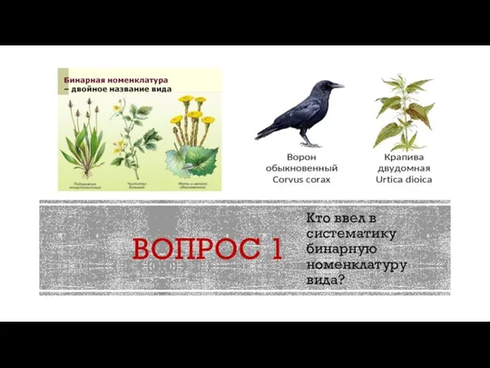 ВОПРОС 1 Кто ввел в систематику бинарную номенклатуру вида?