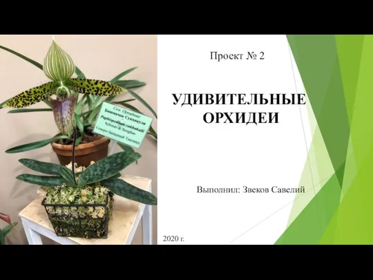 Проект № 2 УДИВИТЕЛЬНЫЕ ОРХИДЕИ Выполнил: Звеков Савелий 2020 г.