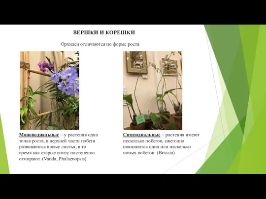 ВЕРШКИ И КОРЕШКИ Орхидеи отличаются по форме роста Моноподиальные – у растения