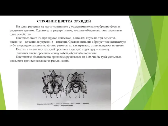 СТРОЕНИЕ ЦВЕТКА ОРХИДЕЙ Ни одни растения не могут сравниться с орхидеями по