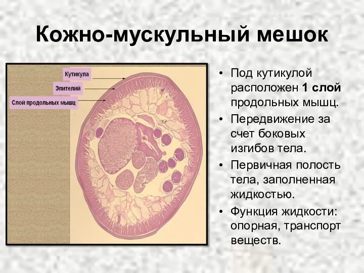 Кожно-мускульный мешок Под кутикулой расположен 1 слой продольных мышц. Передвижение за счет