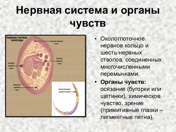 Нервная система и органы чувств Окологлоточное нервное кольцо и шесть нервных стволов,