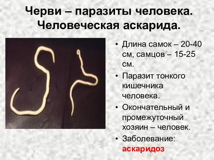 Черви – паразиты человека. Человеческая аскарида. Длина самок – 20-40 см, самцов