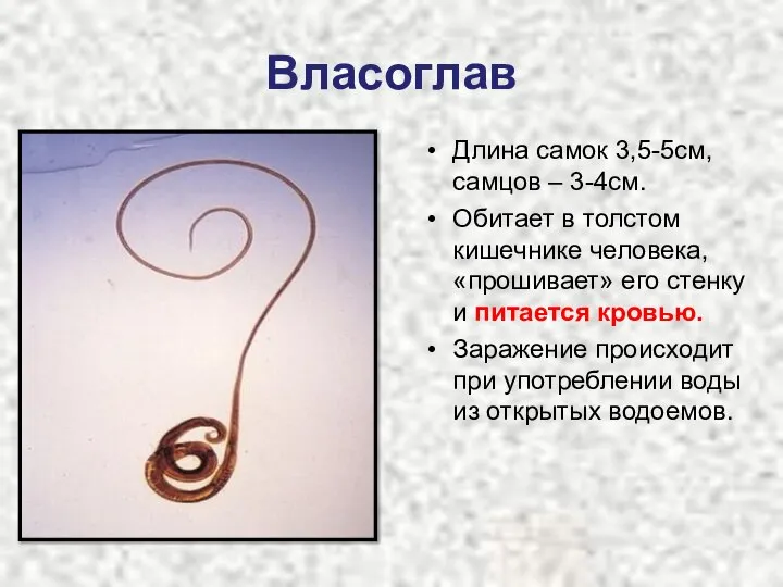 Власоглав Длина самок 3,5-5см, самцов – 3-4см. Обитает в толстом кишечнике человека,