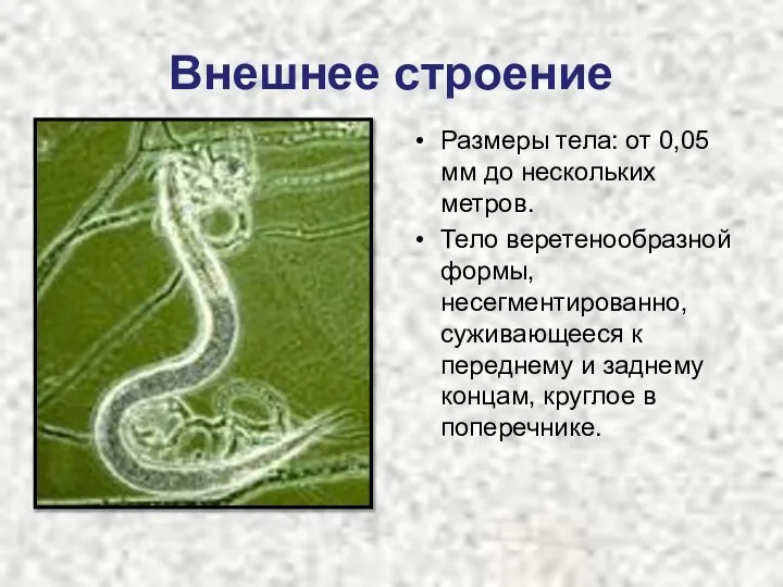 Внешнее строение Размеры тела: от 0,05 мм до нескольких метров. Тело веретенообразной