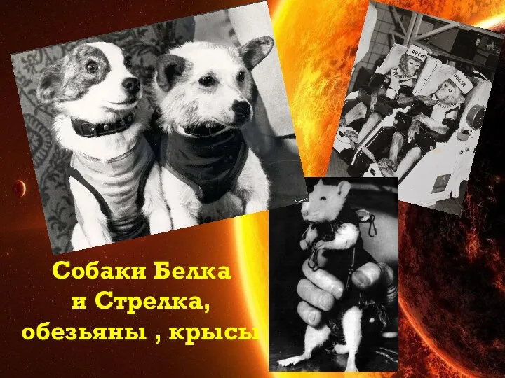 Собаки Белка и Стрелка, обезьяны , крысы Какие звери летали в космос