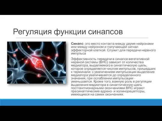 Регуляция функции синапсов Синапс- это место контакта между двумя нейронами или между