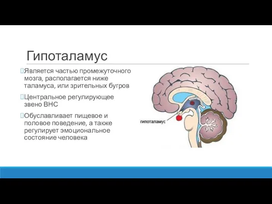 Гипоталамус Является частью промежуточного мозга, располагается ниже таламуса, или зрительных бугров Центральное
