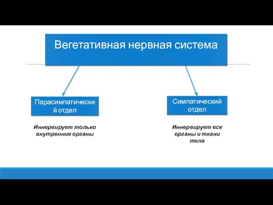 Вегетативная нервная система Парасимпатический отдел Симпатический отдел Иннервирует все органы и ткани