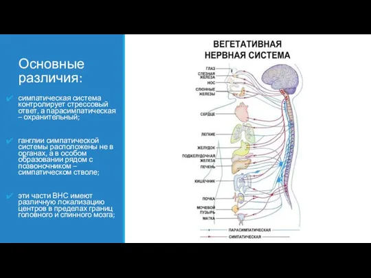 Основные различия: симпатическая система контролирует стрессовый ответ, а парасимпатическая – охранительный; ганглии