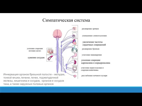 Иннервация органов брюшной полости – желудка, тонкой кишки, печени, почек, поджелудочной железы,