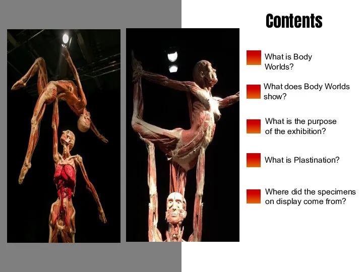 Contents What is Body Worlds? What does Body Worlds show? What is