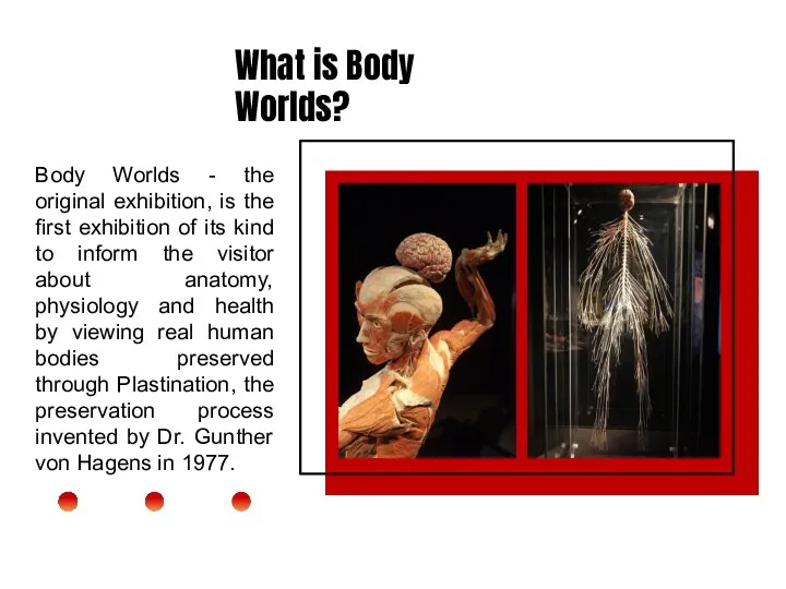 What is Body Worlds? Body Worlds - the original exhibition, is the