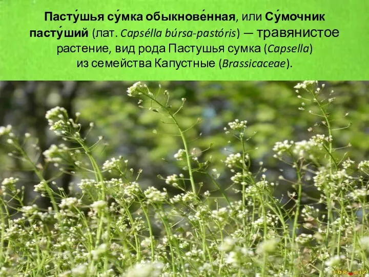 Пасту́шья су́мка обыкнове́нная, или Су́мочник пасту́ший (лат. Capsélla búrsa-pastóris) — травянистое растение,