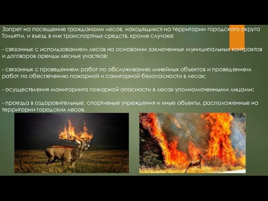 Запрет на посещение гражданами лесов, находящихся на территории городского округа Тольятти, и