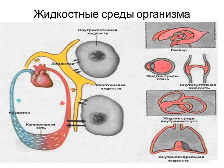 Жидкостные среды организма