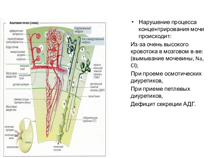 Нарушение процесса концентрирования мочи происходит: Из-за очень высокого кровотока в мозговом в-ве: