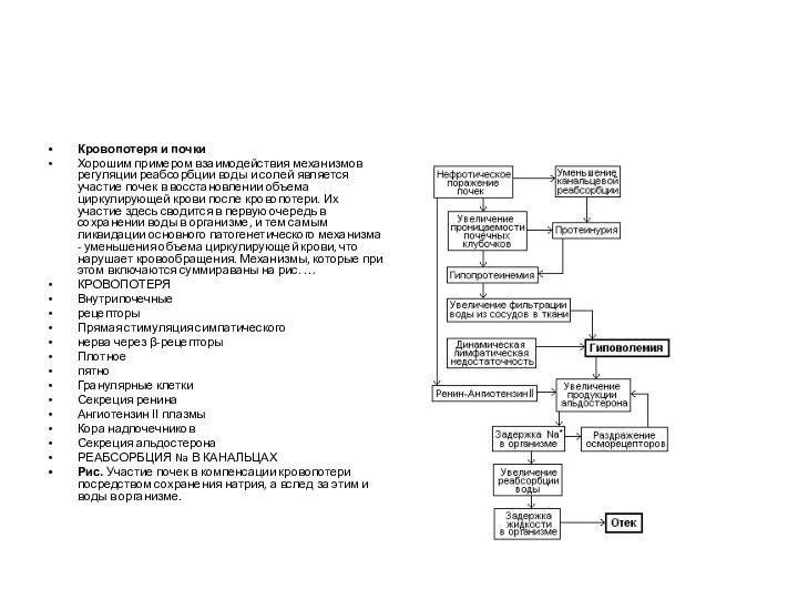 Кровопотеря и почки Хорошим примером взаимодействия механизмов регуляции реабсорбции воды и солей