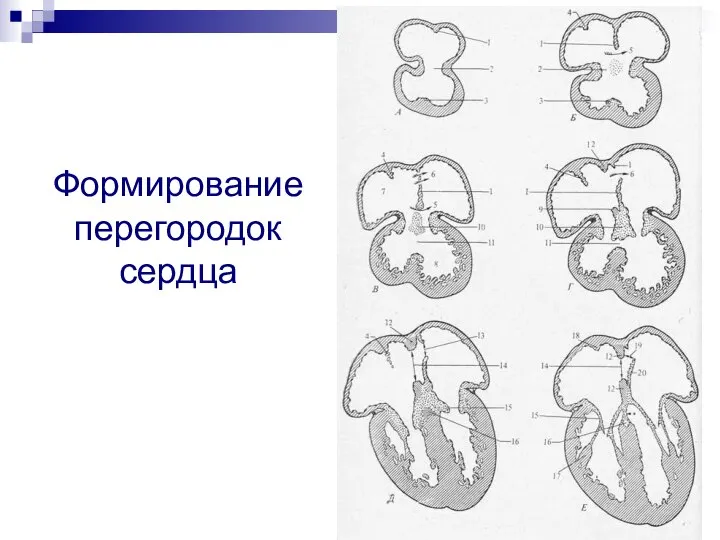 Формирование перегородок сердца