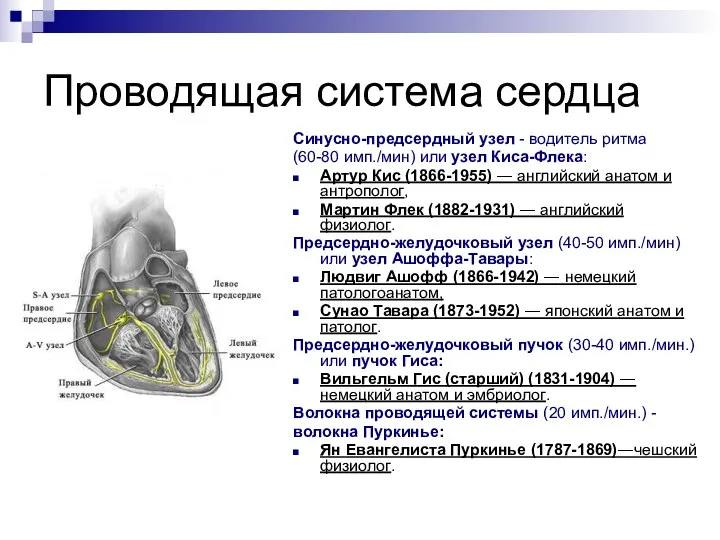 Проводящая система сердца Синусно-предсердный узел - водитель ритма (60-80 имп./мин) или узел