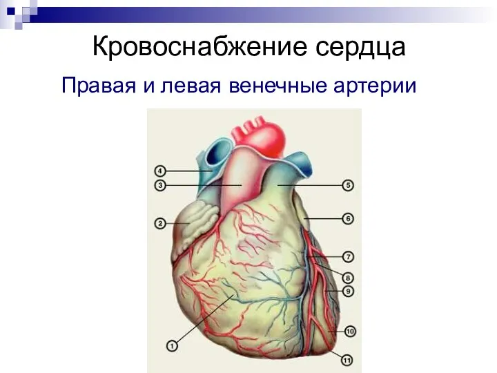 Кровоснабжение сердца Правая и левая венечные артерии