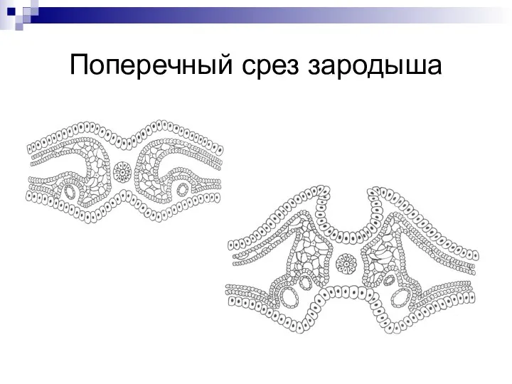 Поперечный срез зародыша