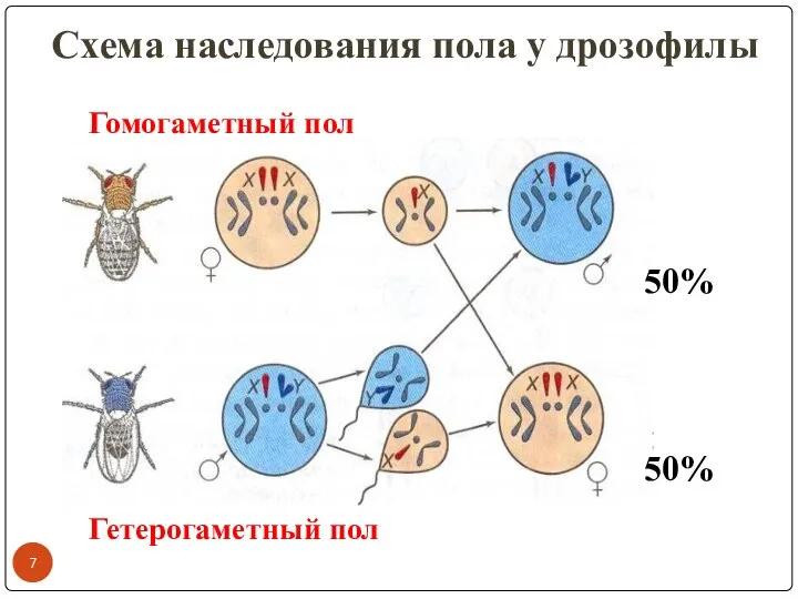 Схема наследования пола у дрозофилы 50% 50% Гомогаметный пол Гетерогаметный пол