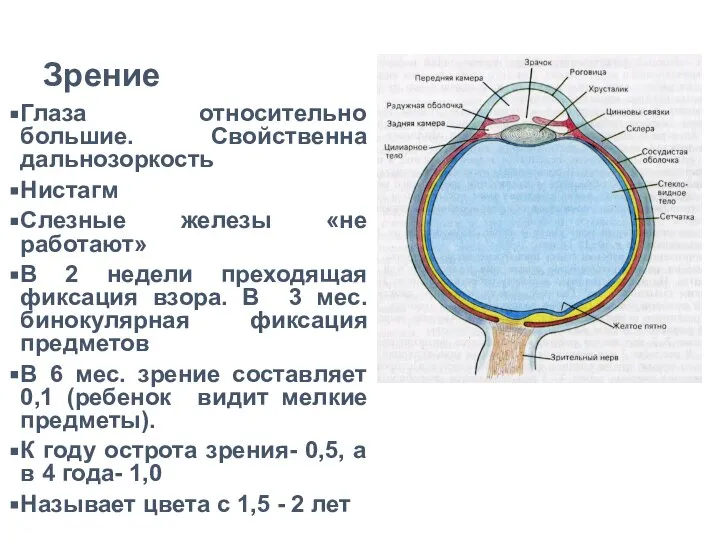 Зрение Глаза относительно большие. Свойственна дальнозоркость Нистагм Слезные железы «не работают» В