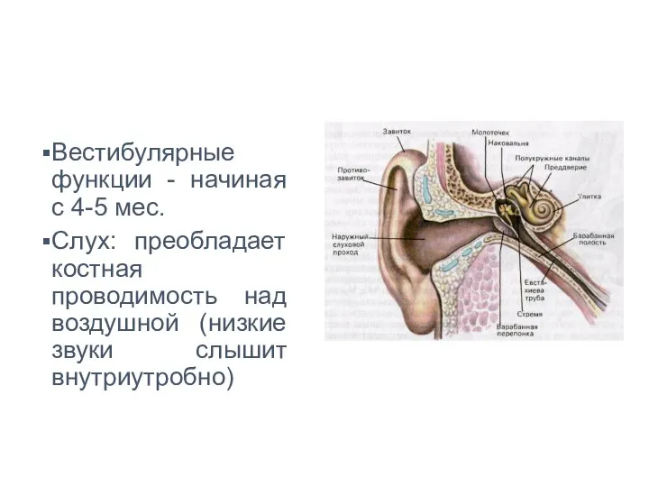 Вестибулярные функции - начиная с 4-5 мес. Слух: преобладает костная проводимость над