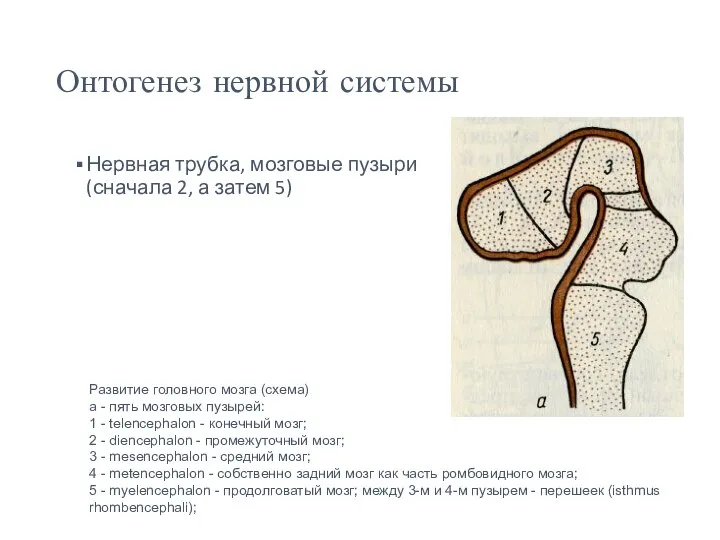 Онтогенез нервной системы Нервная трубка, мозговые пузыри (сначала 2, а затем 5)